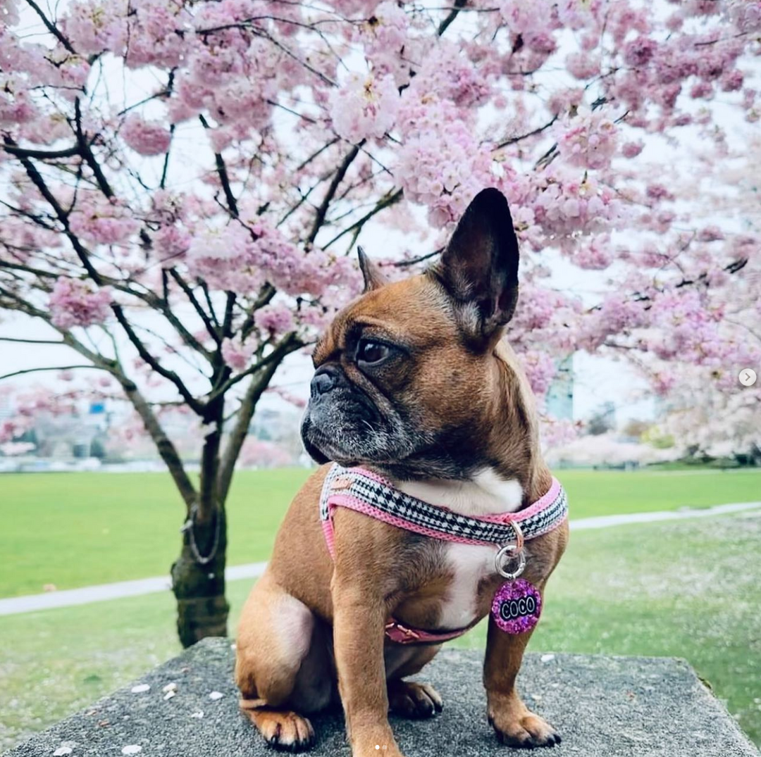 Travel in Style: The Ultimate Safe Pup Packing Checklist