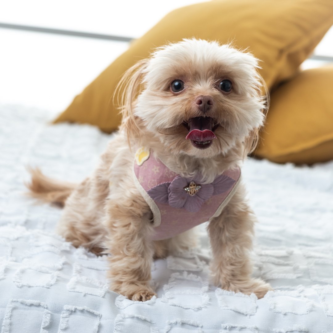 Why Dogs Notice Our Mood More Than We Think