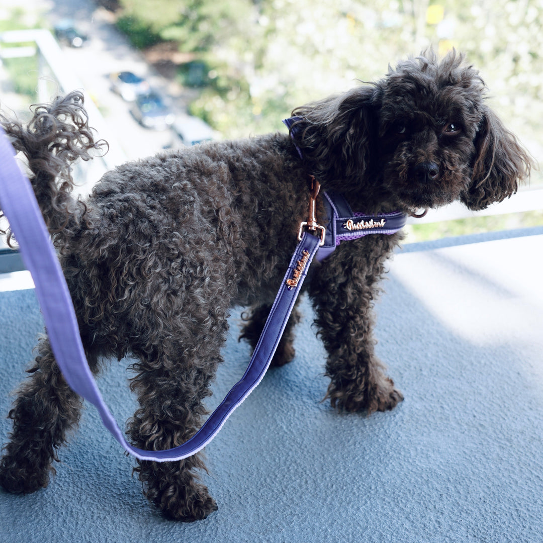 How to Make Your Pet’s Harness and Collar Last Longer
