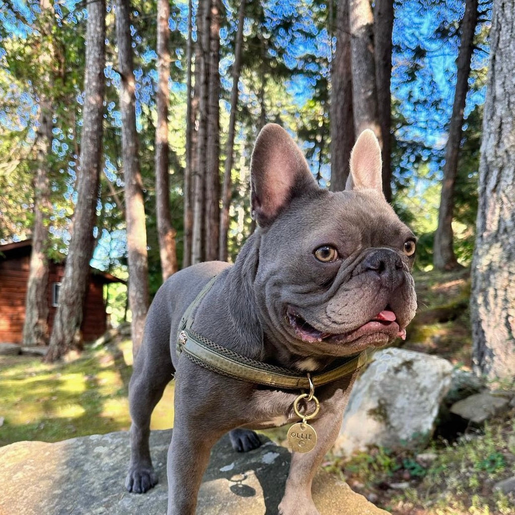 Leash Etiquette & Gentle Training Tips: Walking with Kindness and Confidence