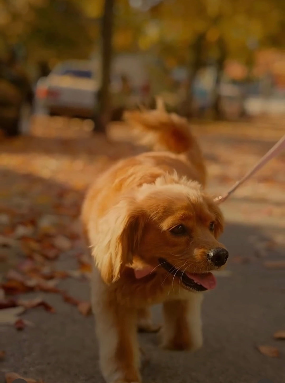 The Do’s and Don’ts for Fall Pet Safety