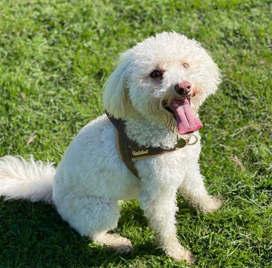 Comfort meets style: How to keep your pet happy while looking fabulous