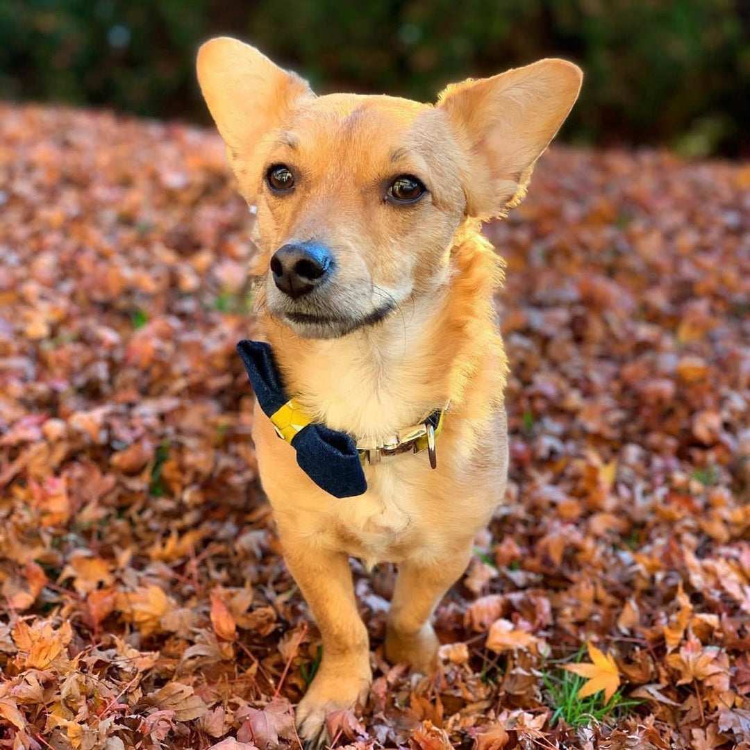 Fall Harness Essentials: Enhancing Safety and Comfort for Your Dog in Changing Weather and Shorter Days