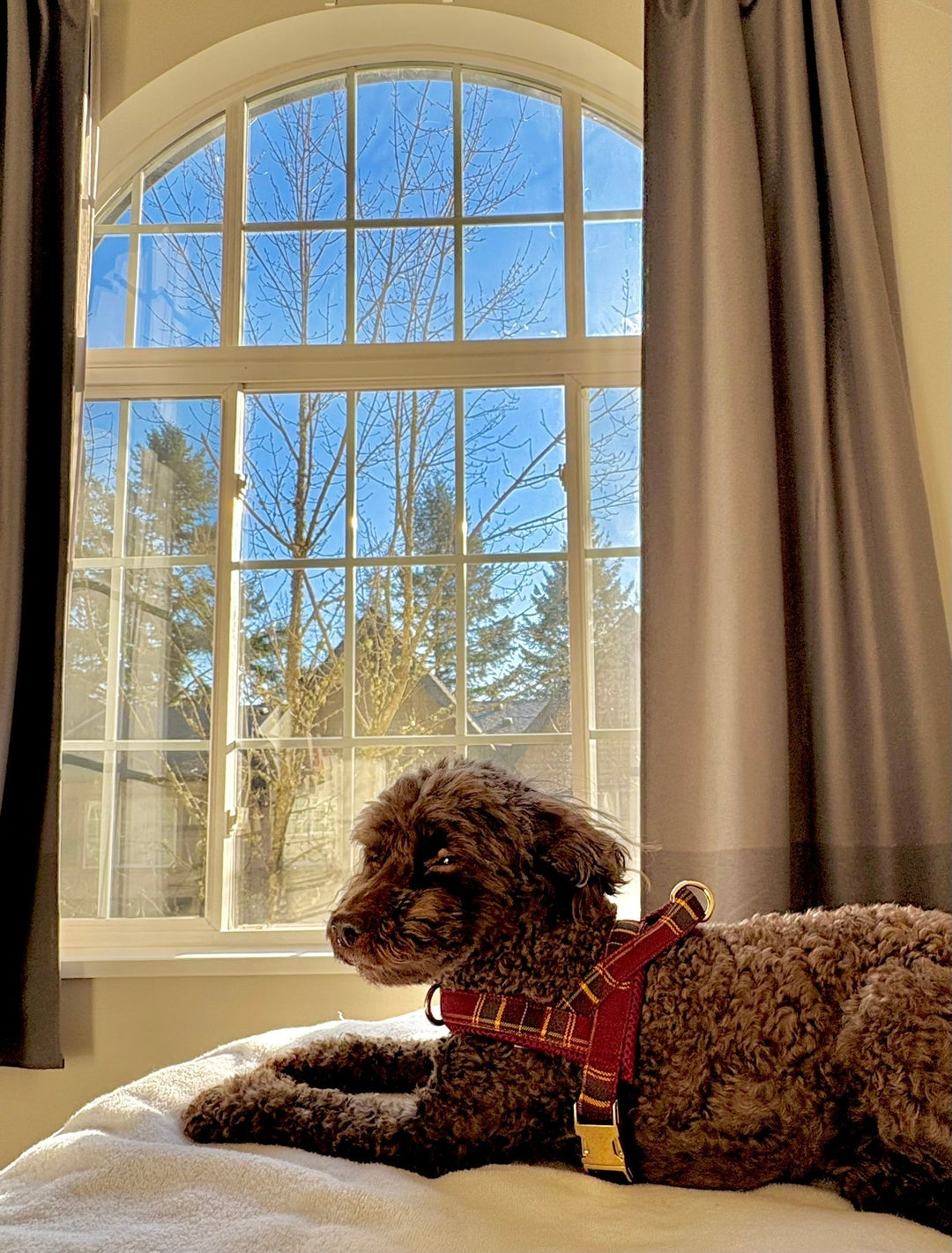 What Your Dog Wears Affects How They Feel (More Than You Think)