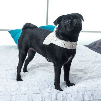 HOW TO CHOOSE A DOG HARNESS