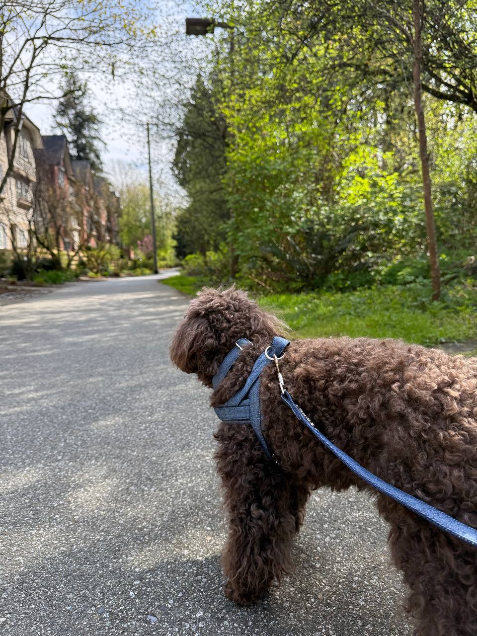 Small Habits That Make Your Dog Happier Every Day