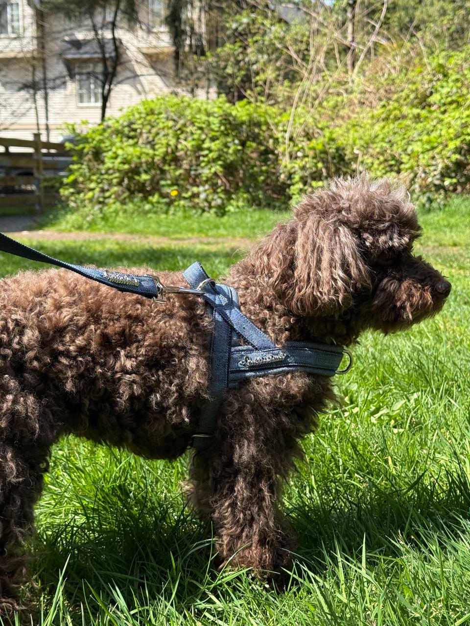 How to Prevent Chafing from Dog Collars, Leashes, and Harnesses