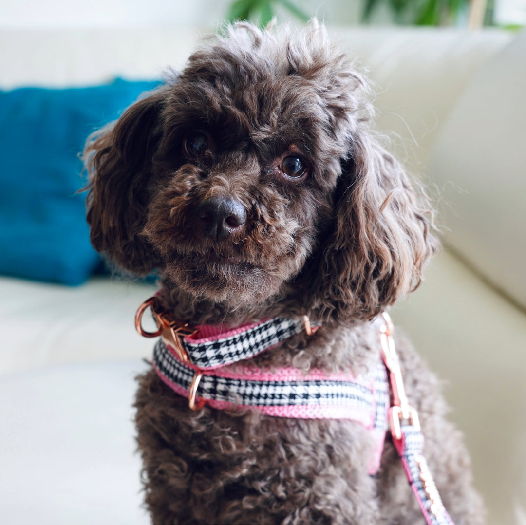 Raisin, a chocolate toy poodle, is sitting on a couch looking at the camera wearing a pink harness and collar with black and white details and a golden hoop, known also as the Princess set.