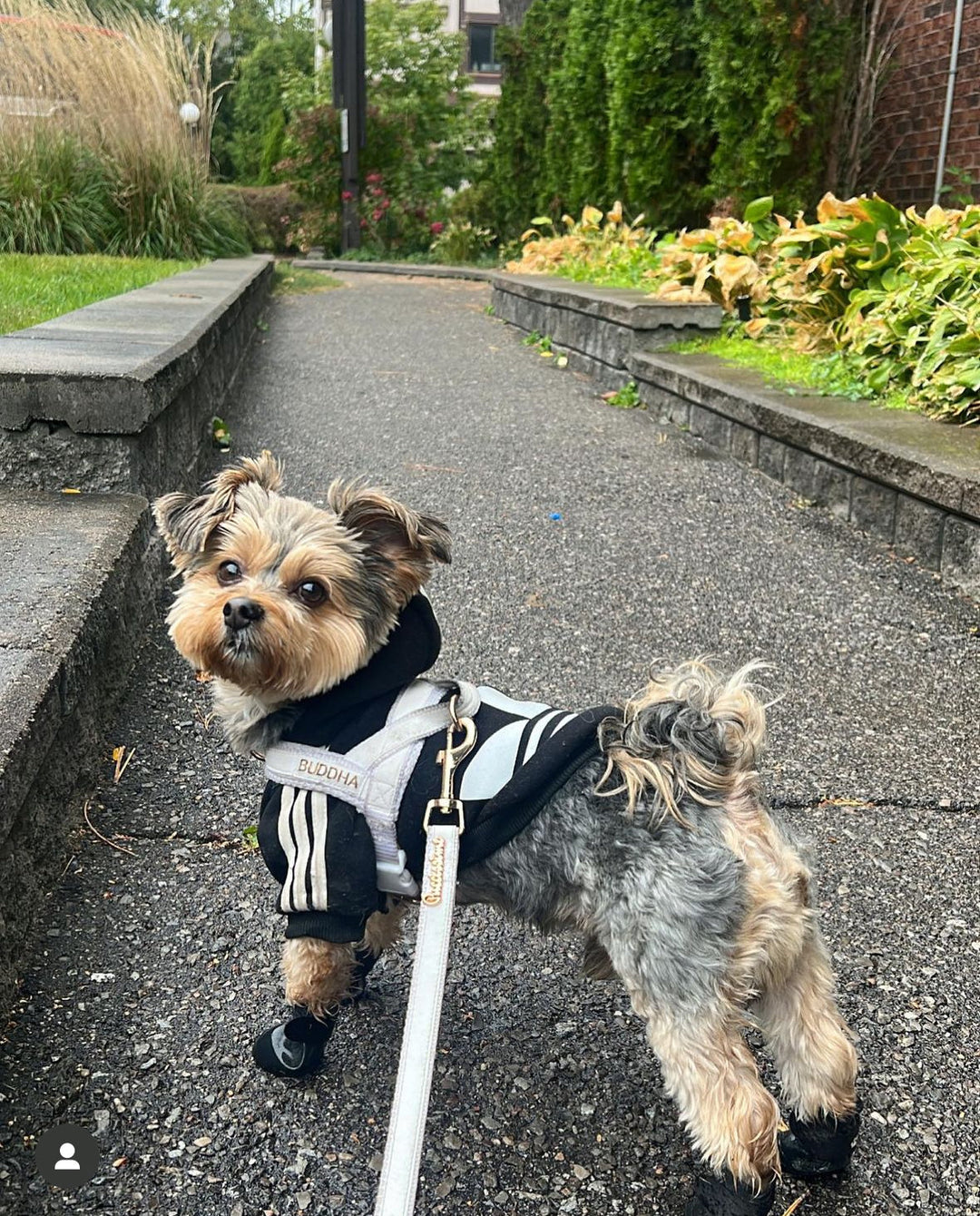 Is Your Dog Anxious in New Places? How the Right Gear Can Soothe Them
