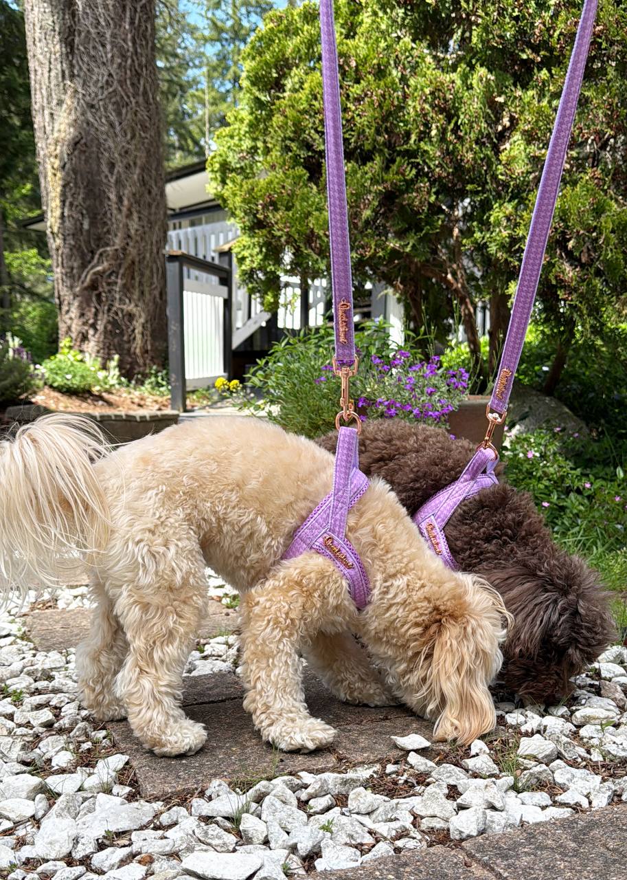 What Material Is Best for Dog Harnesses and Collars?