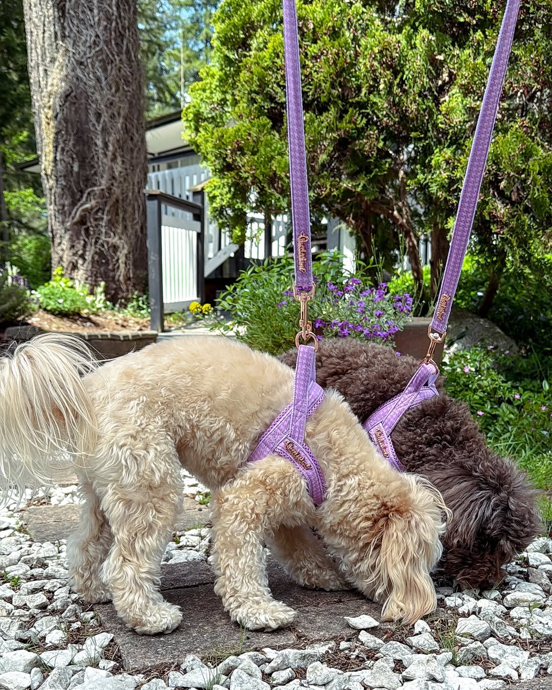 A Better Walk Starts With the Right Harness