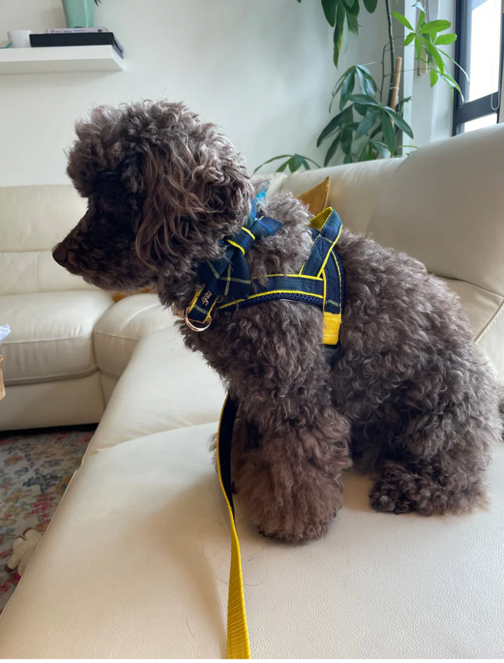 Scotland tartan leash with hands-free extension