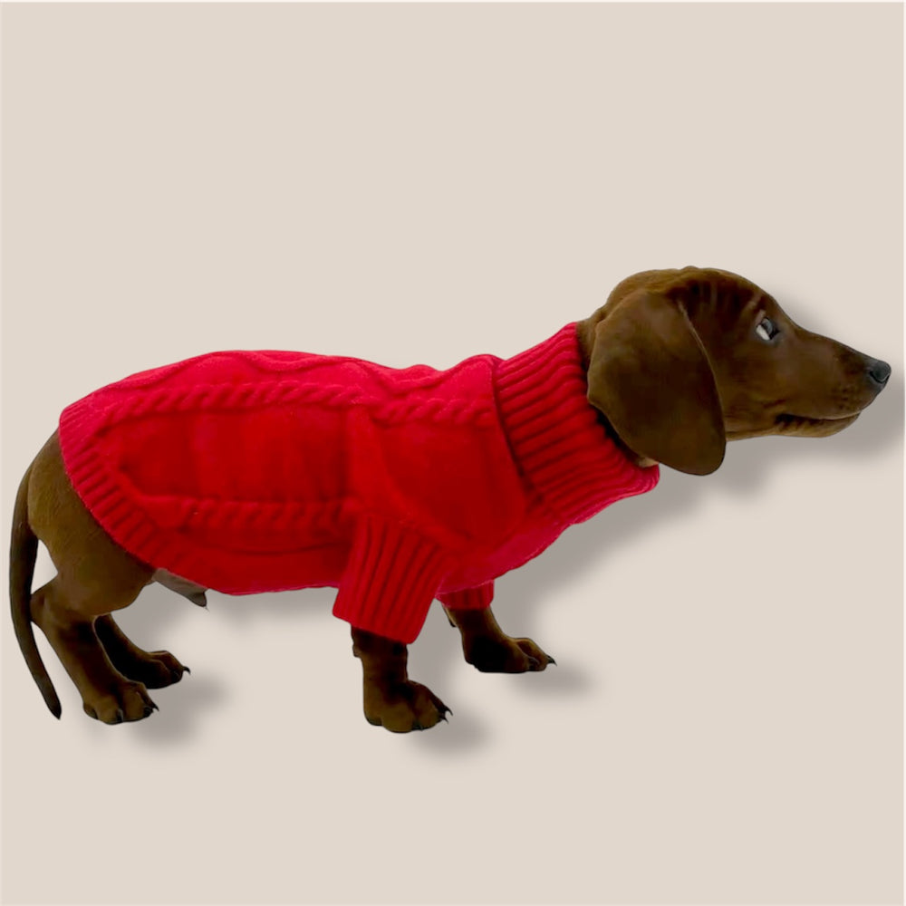 Dog wearing Puccissime red wool sweater with buttons for dogs and cats 