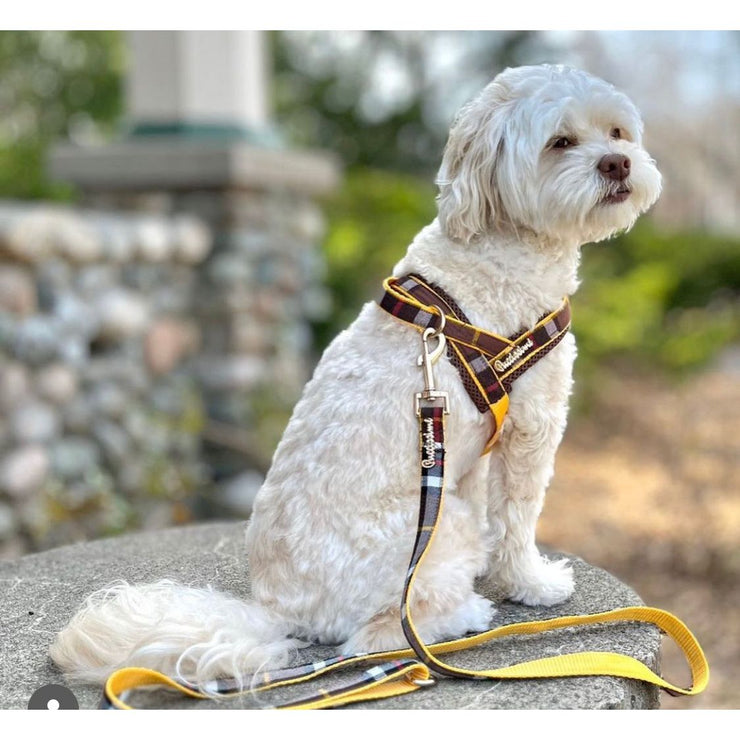 Medallion One-click dog harness