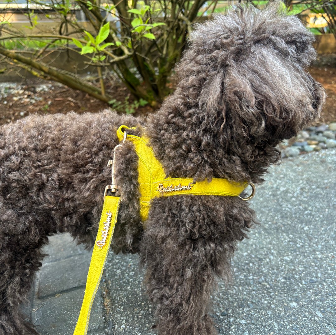 Yellow Full-grain Leather One-Click Dog Harness