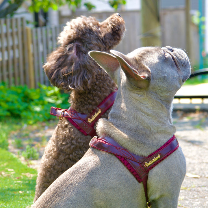 Red Wine One-Click Dog Harness