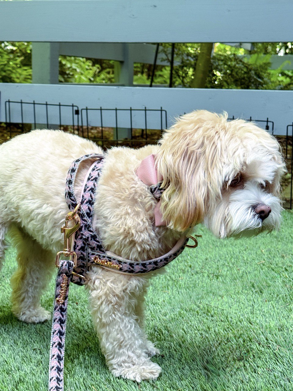 Elite One-Click Dog Harness