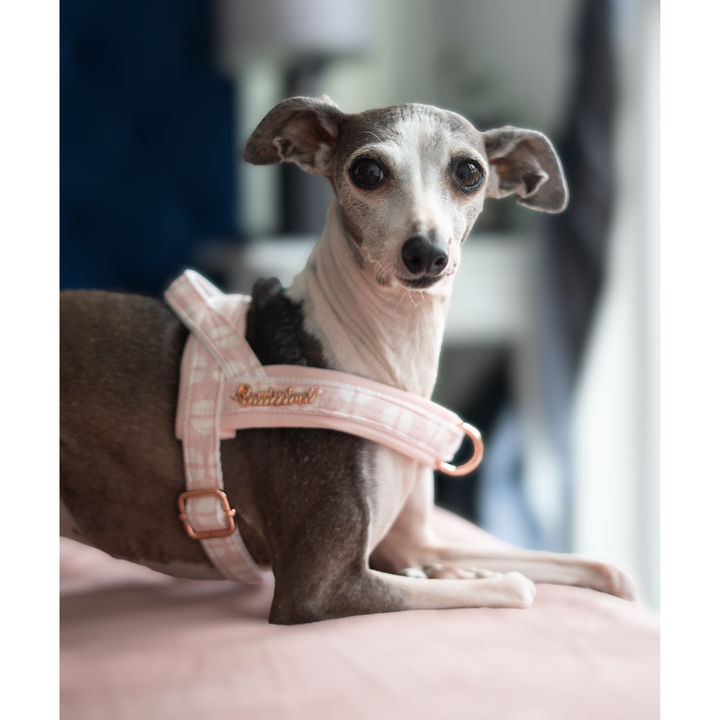 Peony Pink One-Click Dog Harness