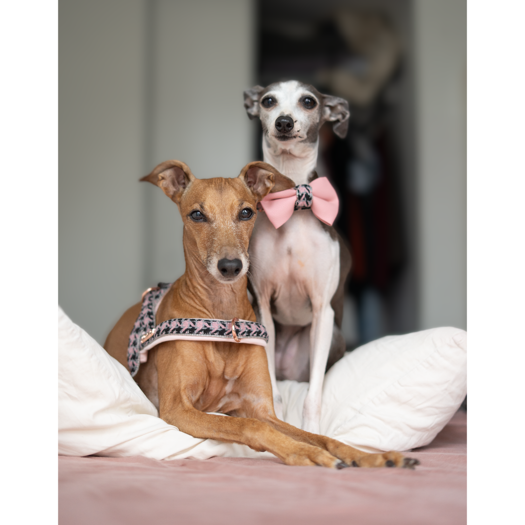 Elite One-Click Dog Harness