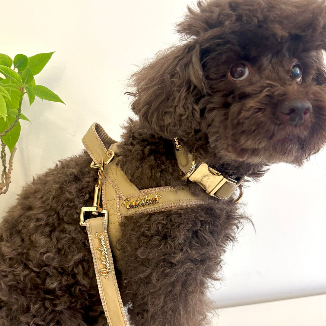 Pine One-Click Dog Harness