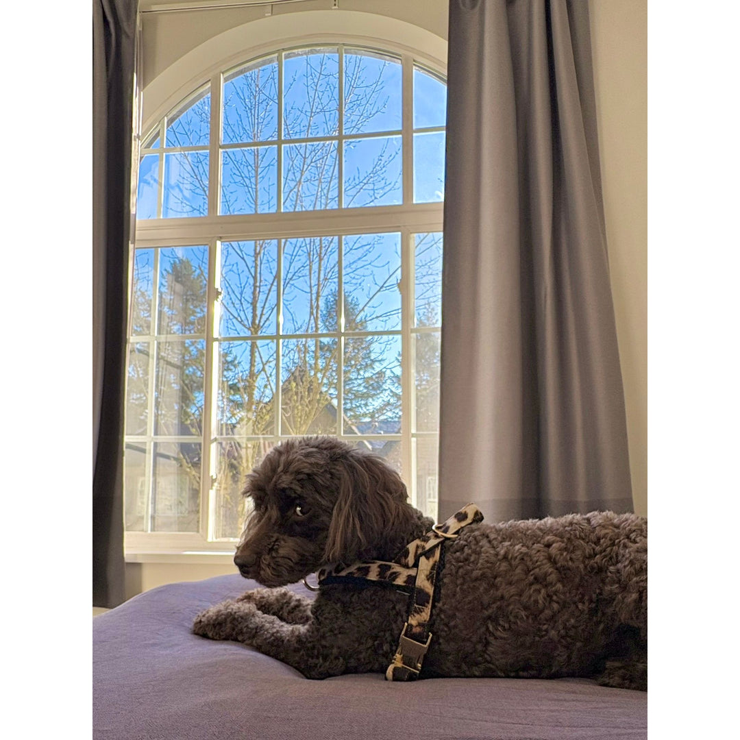 Leopard Leash with hands-free extension