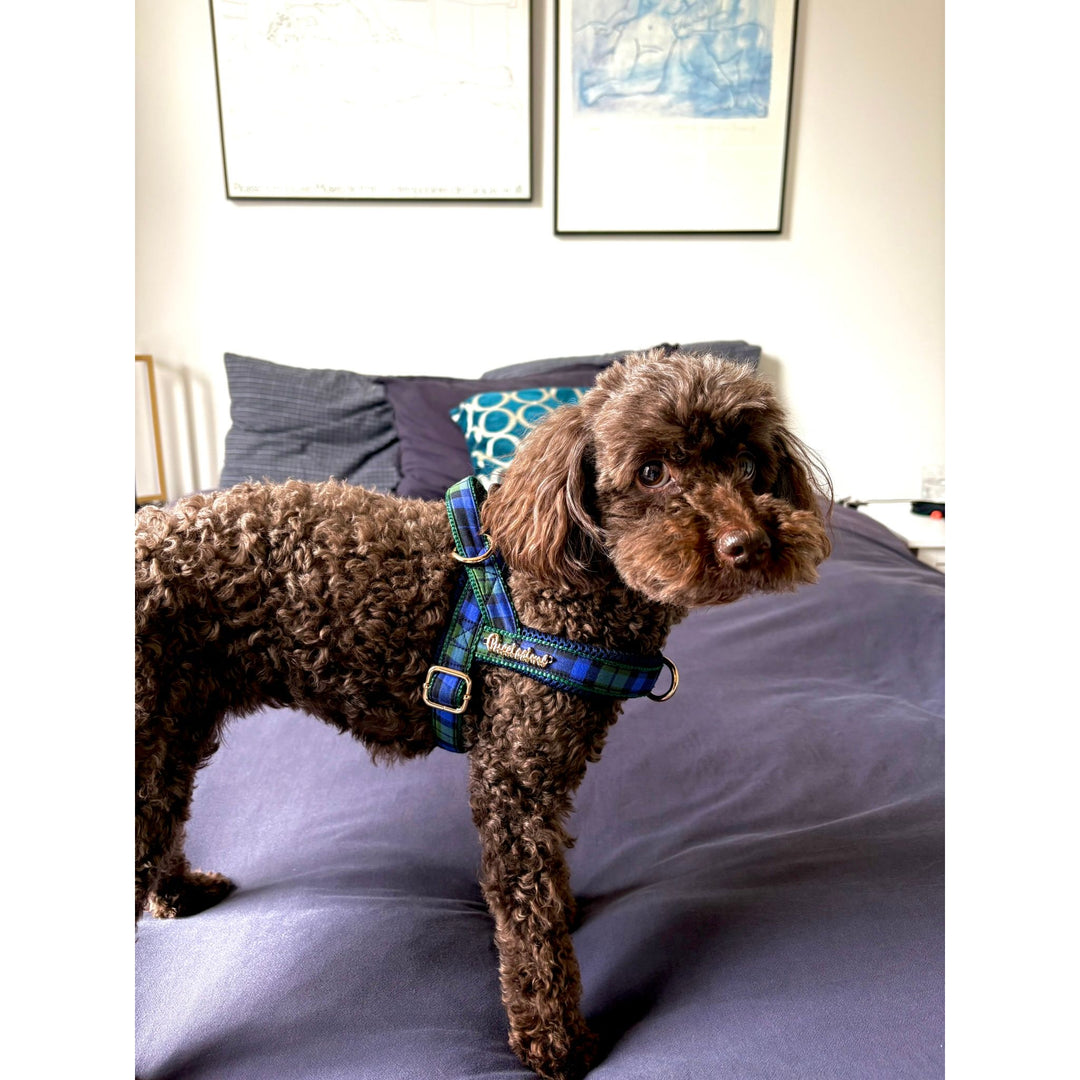 Madras One-Click Dog Harness