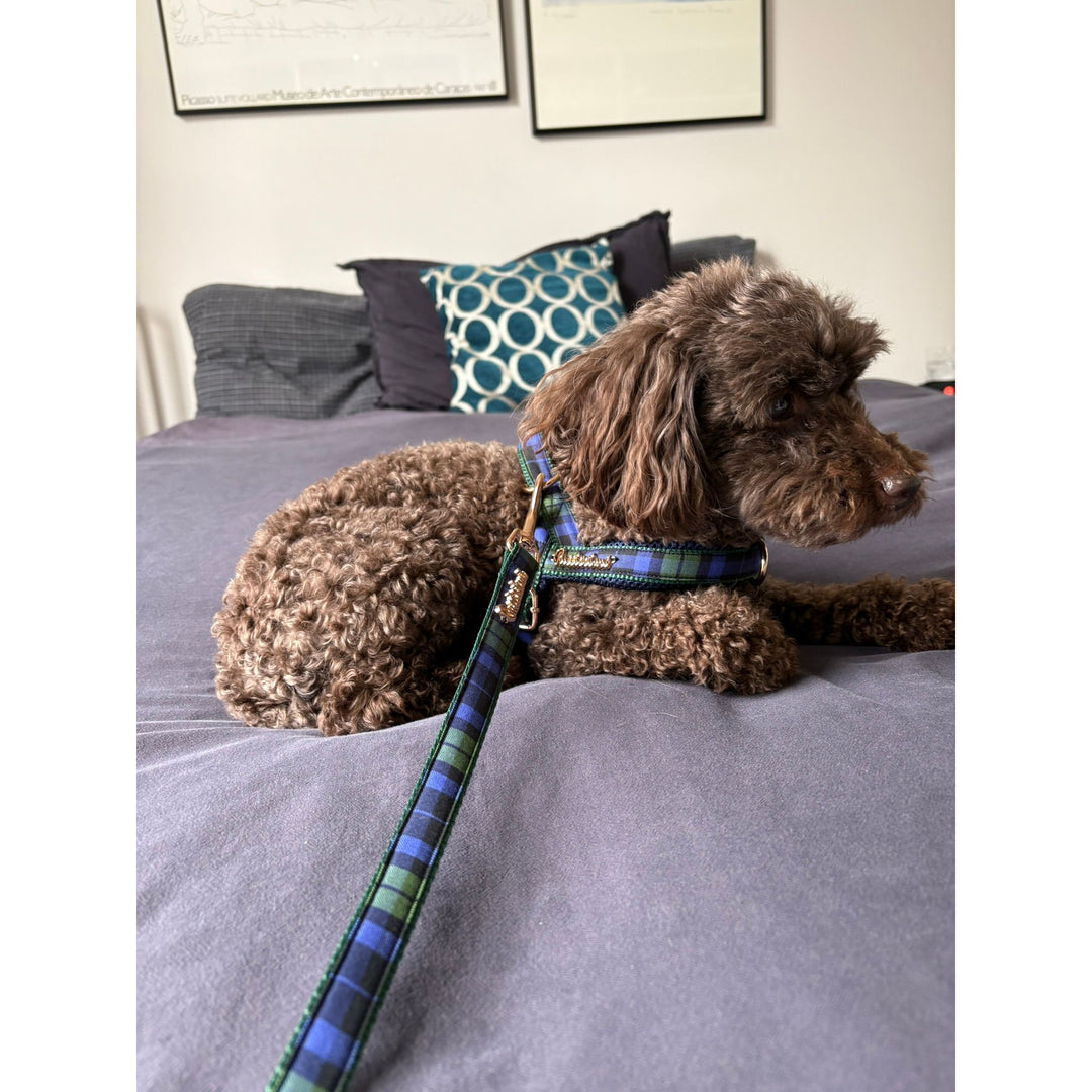 Madras Leash with hands-free extension