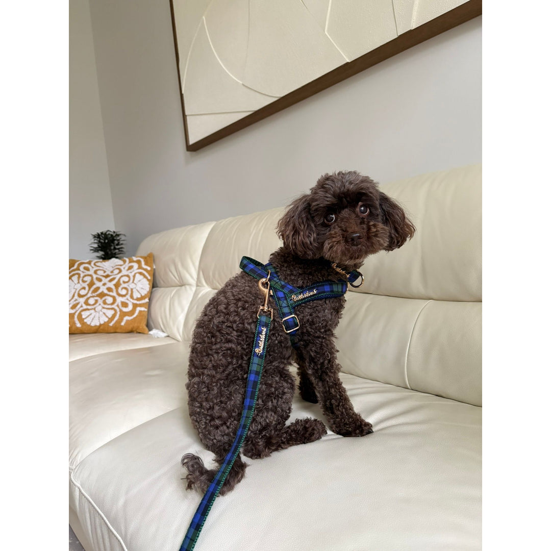 Madras Leash with hands-free extension