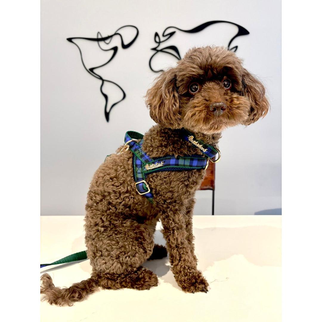 Madras One-Click Dog Harness