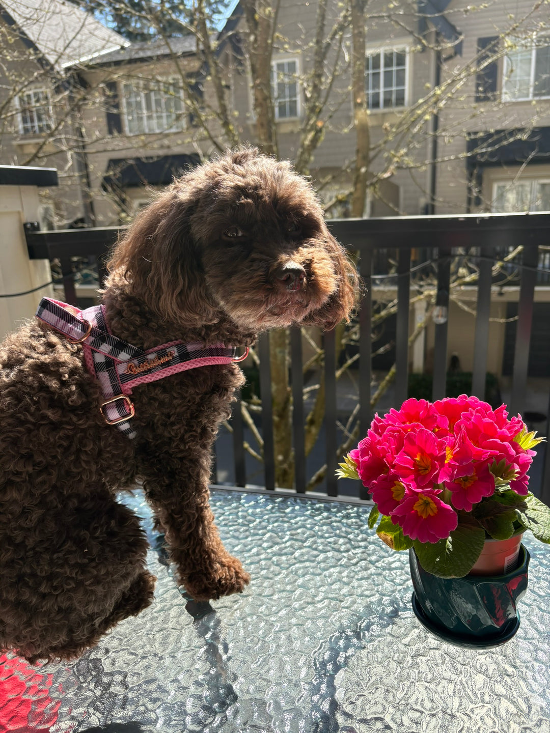 Blossom leash with hands-free extension
