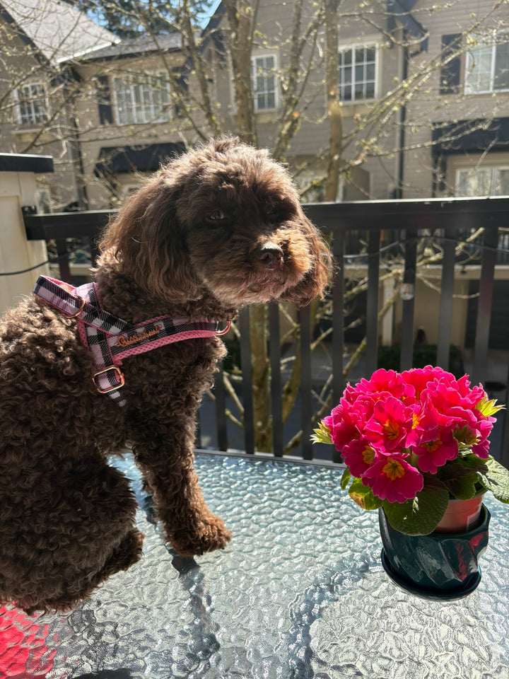 Blossom leash with hands-free extension