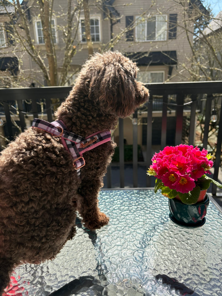 Blossom One-Click Dog Harness