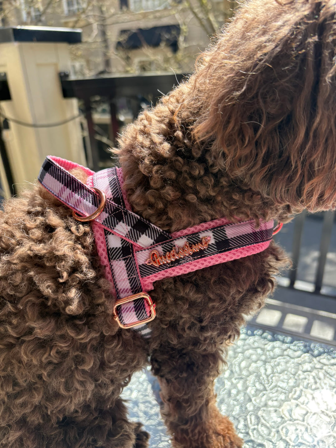 Blossom One-Click Dog Harness