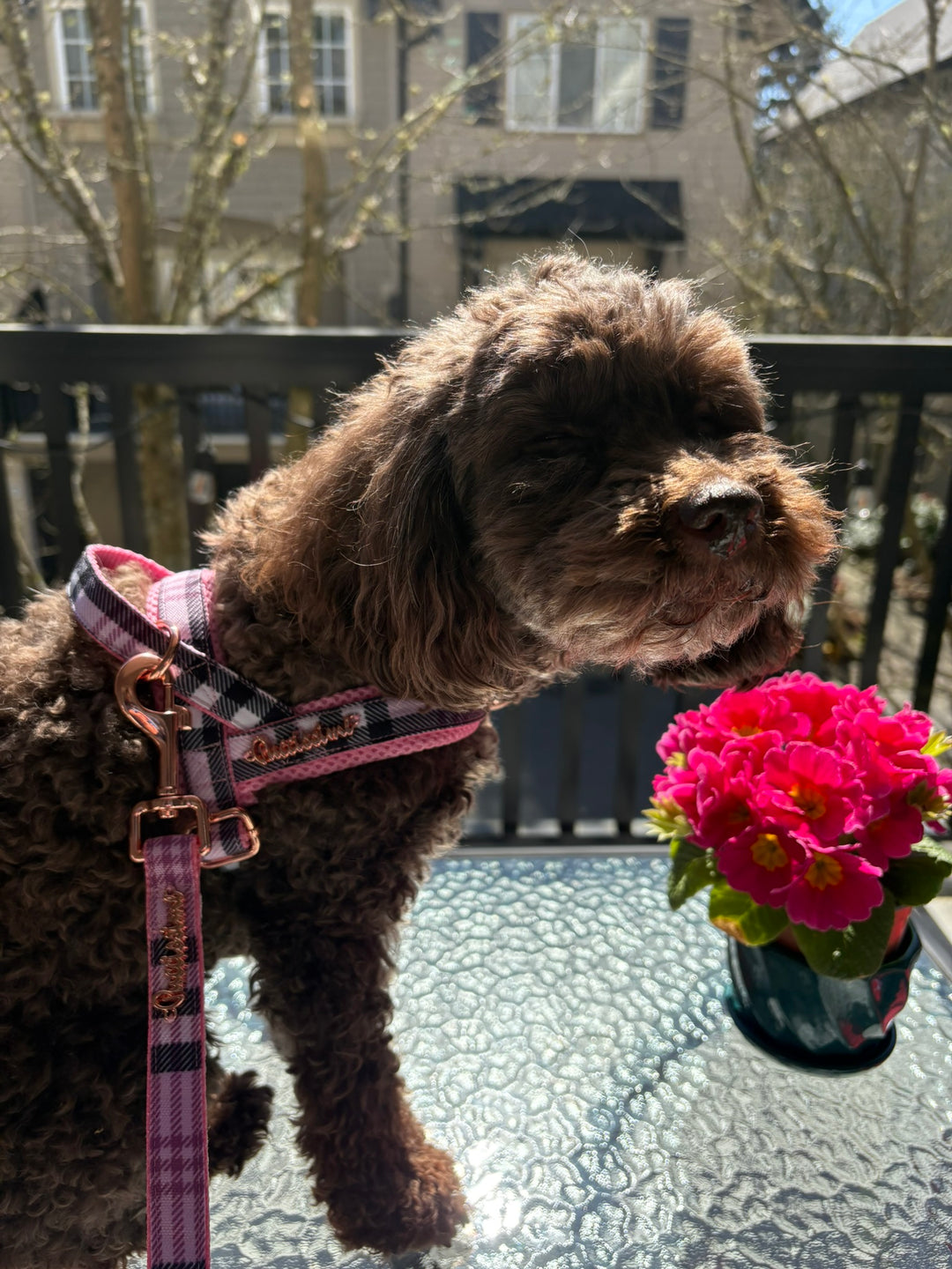 Blossom leash with hands-free extension