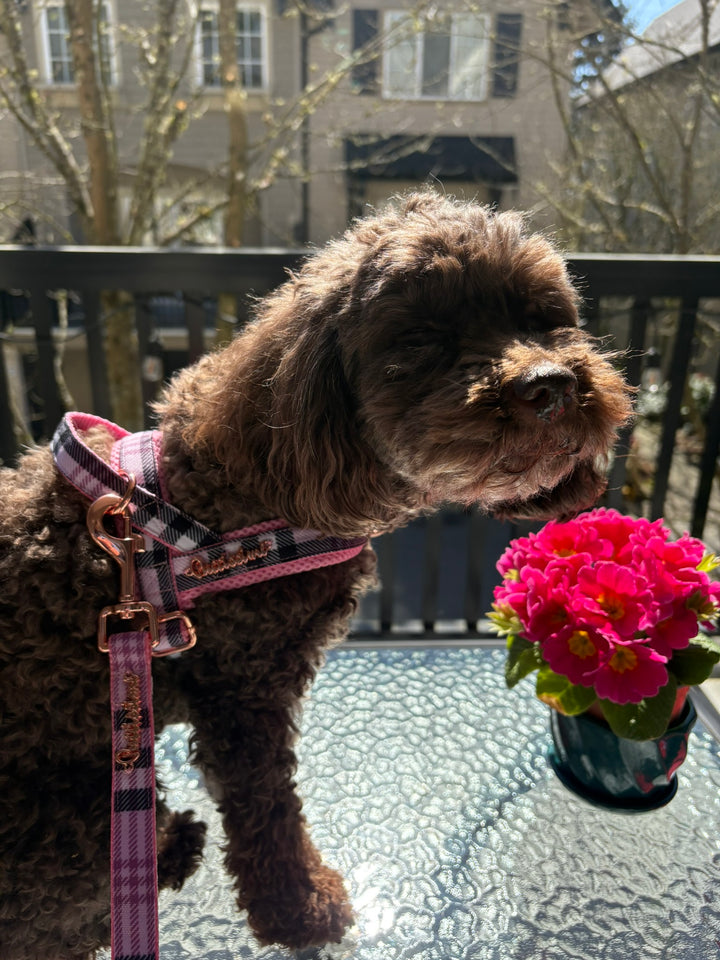 Blossom leash with hands-free extension