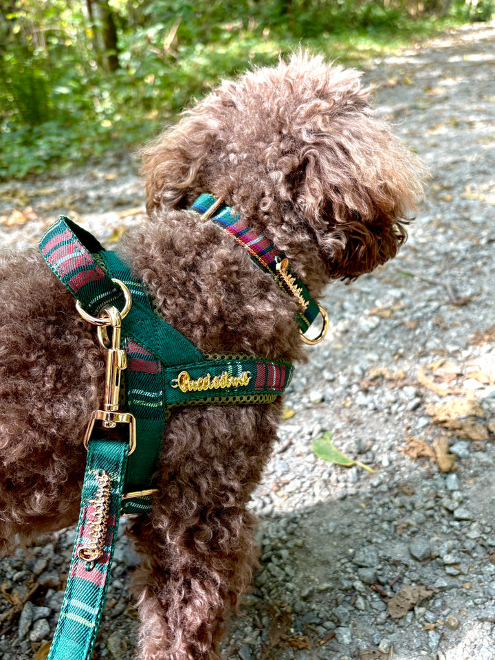 Highland collar