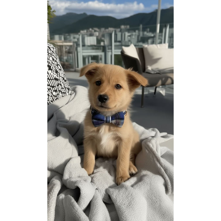 Heather Tartan collar