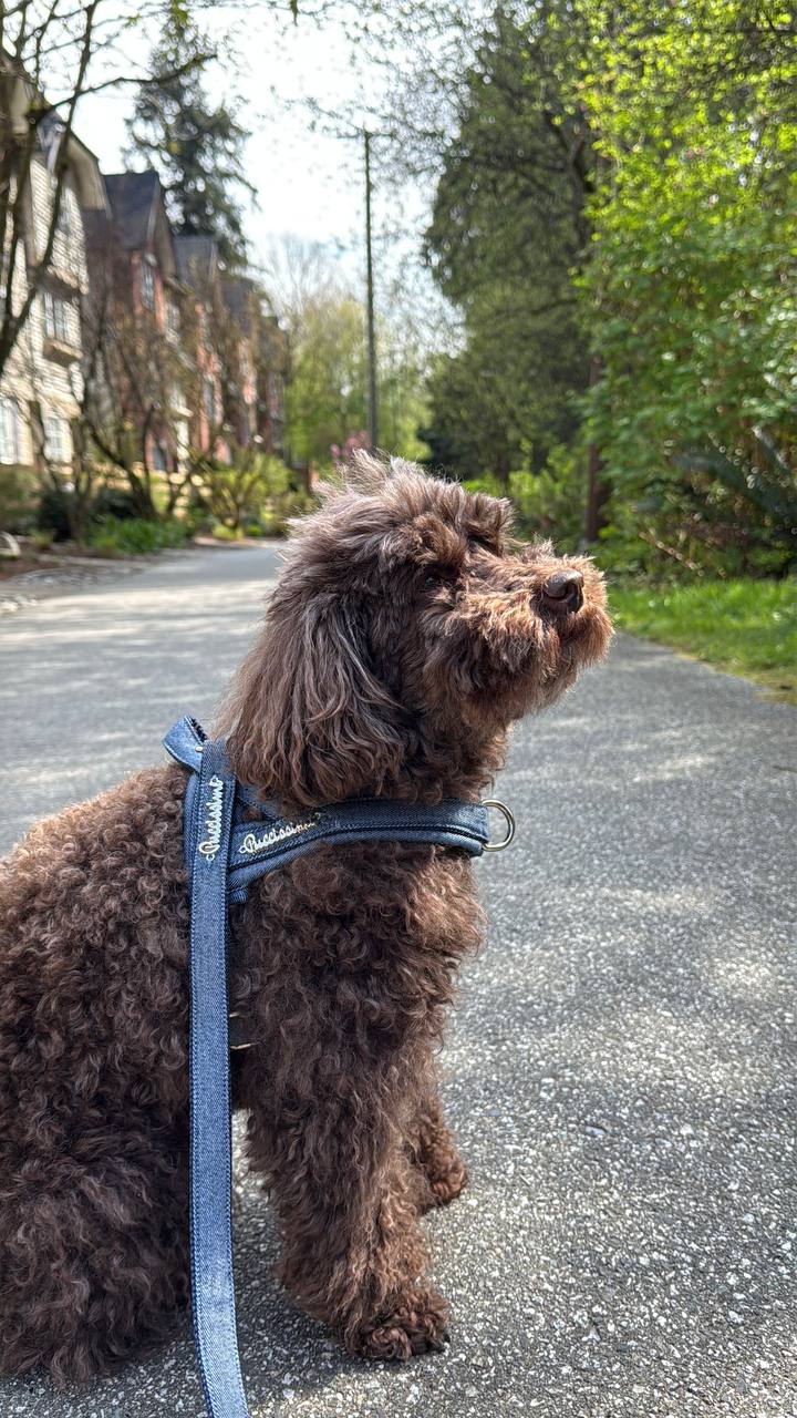 Pacific Denim One-Click Dog Harness