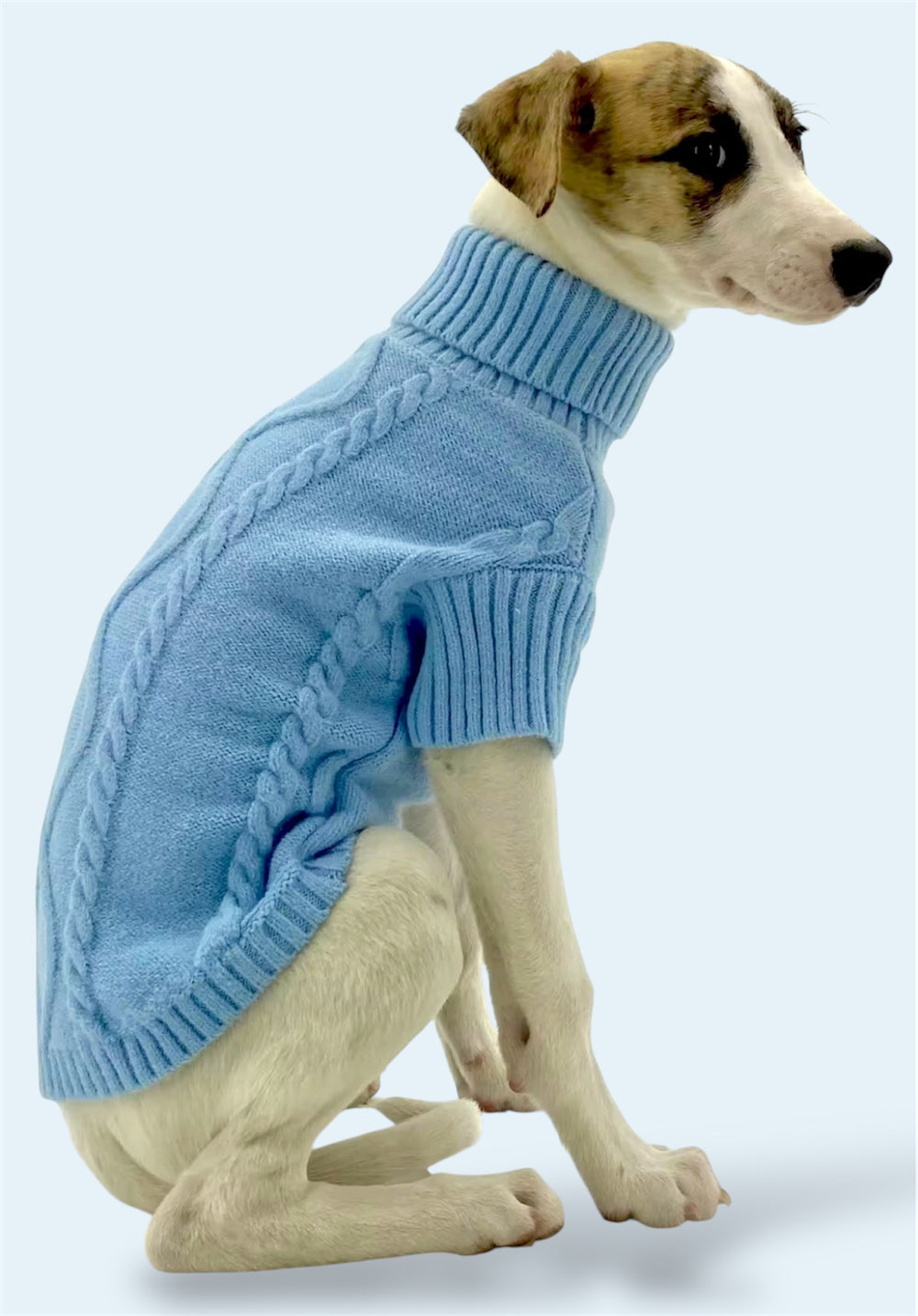 Dog wearing Puccissime blue wool sweater for dogs and cats 