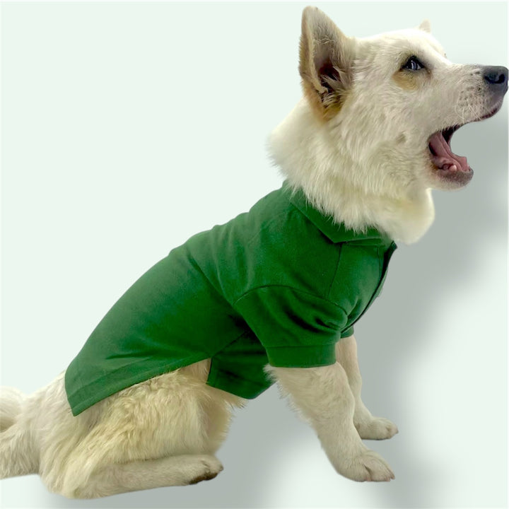 Dog wearing Puccissime green cotton polo shirt for dogs and cats
