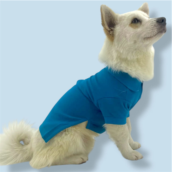 Dog wearing Puccissime dark blue teal cotton polo shirt for dogs and cats