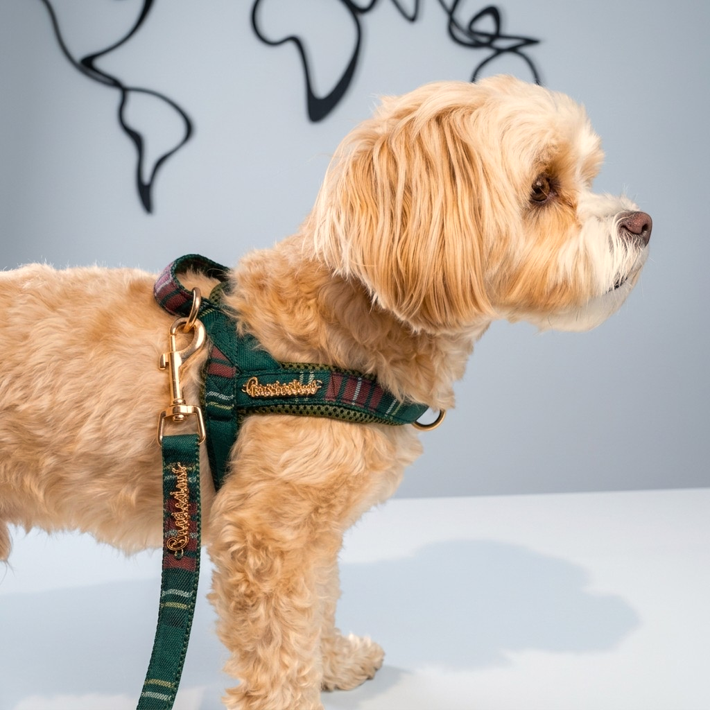 Highland leash with hands-free extension