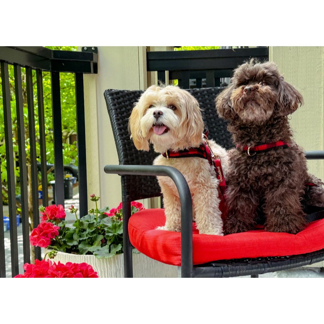 Canada One-Click Dog Harness