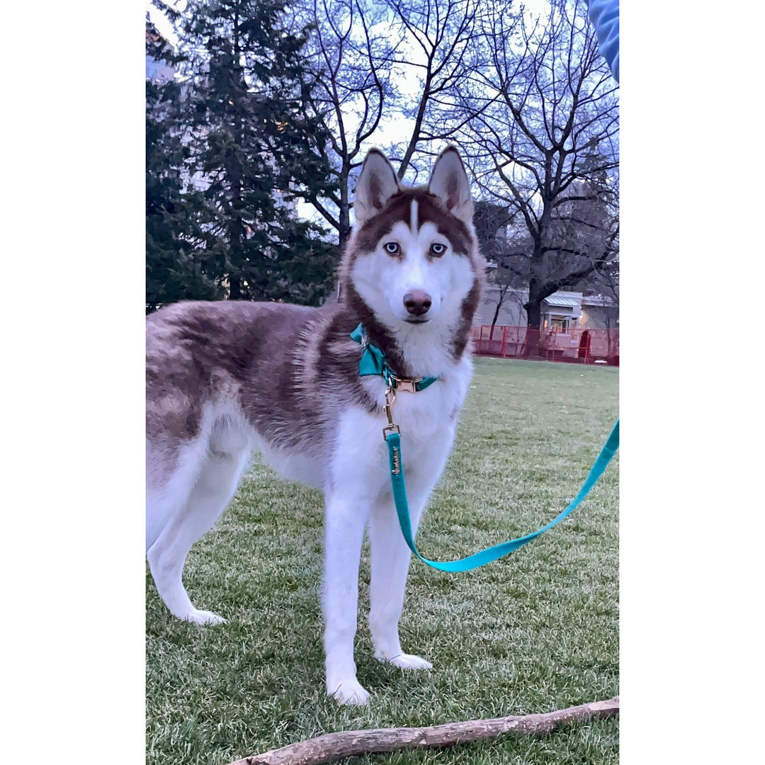 Aqua Genuine Leather Collar