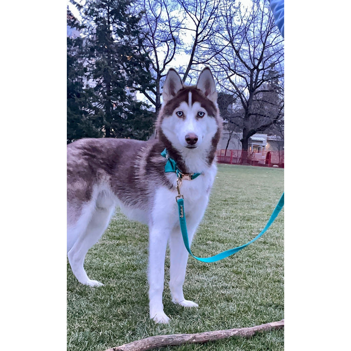 Aqua genuine leather collar