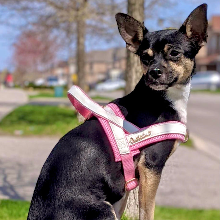 Puccissime My baby girl pink and white luxury vegan leather dog accessories matching set. Norwegian one click no pull no choke no mat easy wear dog harness, dog collar and bow tie. MADE IN CANADA.