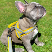 Puccissime Morning mist grey and yellow luxury vegan leather dog accessories matching set. Norwegian one click no pull no choke no mat easy wear dog harness and dog leash. MADE IN CANADA.