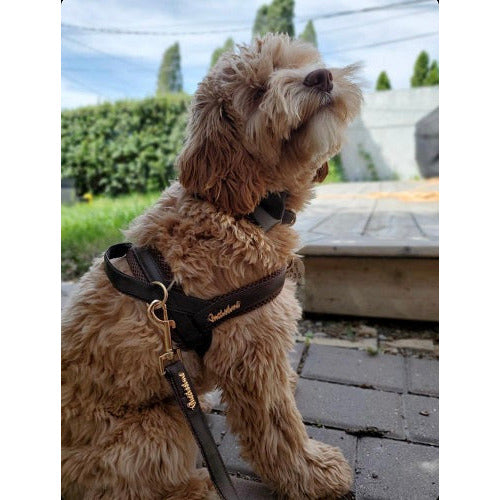 Puccissime pet couture - Golden doodle wearing luxury designer vegan leather grizzly one click harness, collar, leash and bow tie set - Made in Canada
