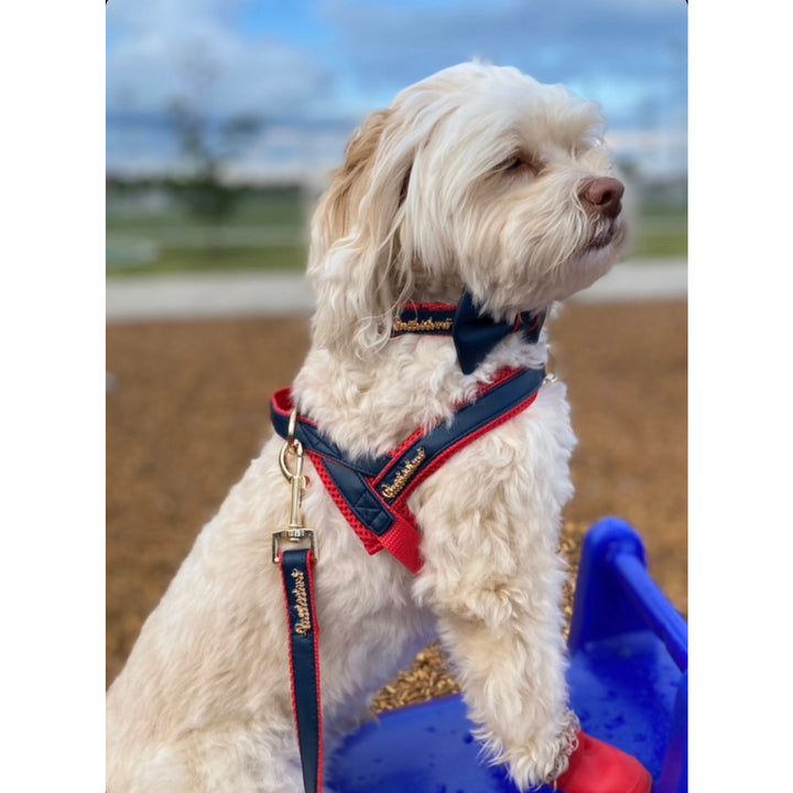 Puccissime Cardinal red and navy luxury vegan leather dog accessories matching set. Norwegian one click no pull no choke no mat easy wear dog harness, dog collar bow tie and dog leash. MADE IN CANADA.