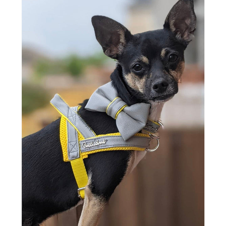 Puccissime Morning mist grey and yellow luxury vegan leather dog accessories matching set. Norwegian one click no pull no choke no mat easy wear dog harness, dog collar and bow tie. MADE IN CANADA.